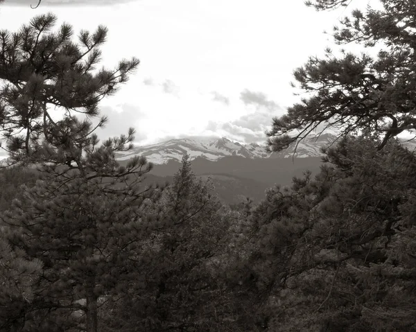 Eine Monochrome Aufnahme Eines Kiefernwaldes Mit Schneebedeckten Bergen Hintergrund — Stockfoto