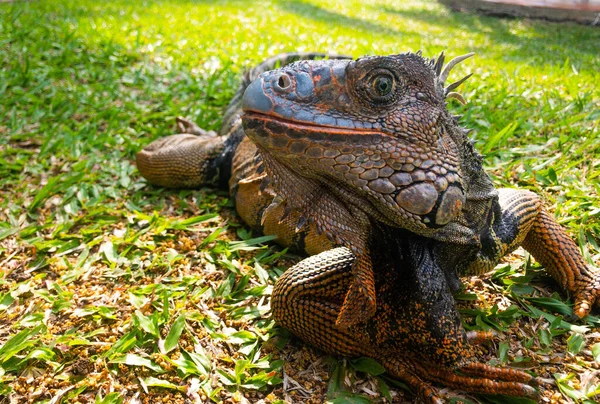 Belo Tiro Uma Iguana Livre Grama Luz Dia — Fotografia de Stock
