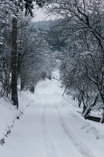 一条穿过树木的雪地小径的垂直截图 — 图库照片