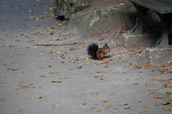 Ένας Σκίουρος Κάθεται Στο Έδαφος Ένα Πάρκο Και Τρώει Ένα — Φωτογραφία Αρχείου