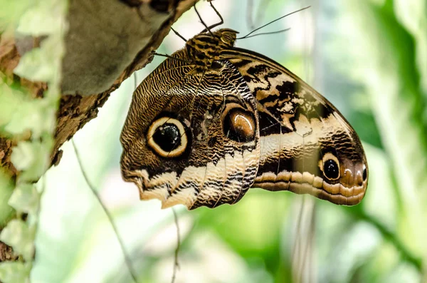 Närbild Caligo Memnon Uggla Fjäril Lepidoptera Växten — Stockfoto
