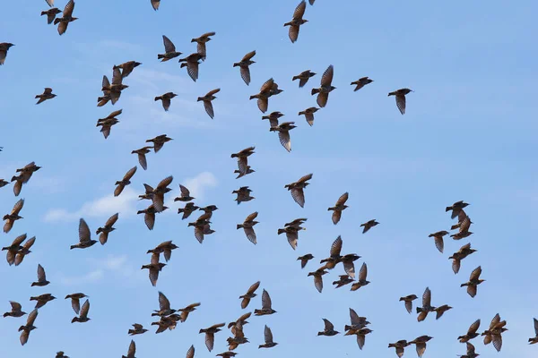 Красивий Знімок Старлінг Птахів Летять Блакитному Небі — стокове фото