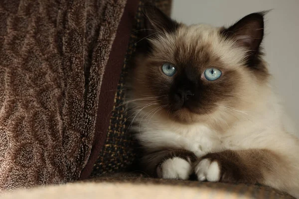 かわいい子猫が静かにソファの上に座っている — ストック写真