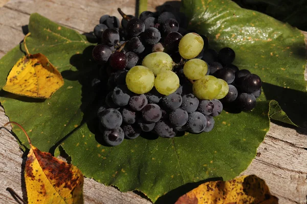 Closeup Grapes — Stock Photo, Image