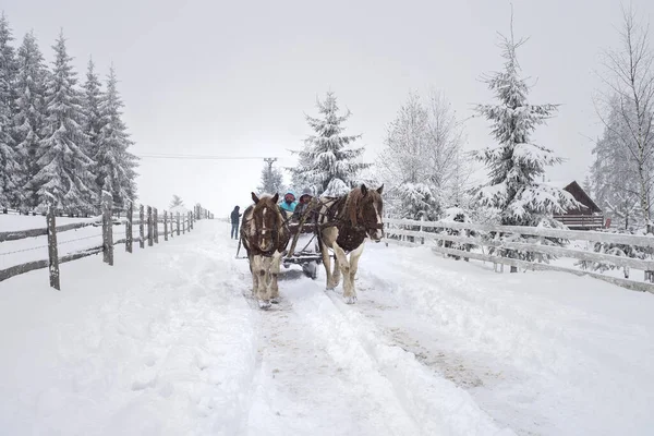 Dva Koně Vedou Vozík Poli Pokrytém Sněhem Venkově — Stock fotografie