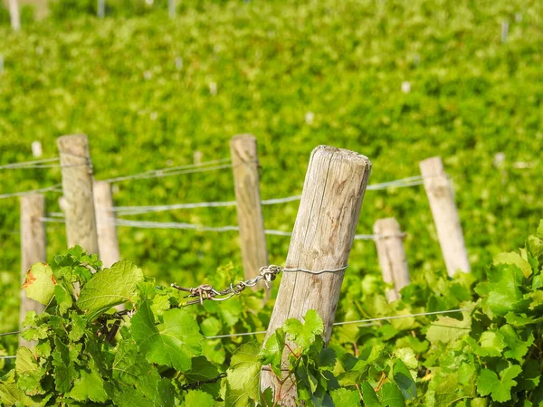 Mise Point Peu Profonde Vieux Poteaux Vignes Bois Avec Des — Photo