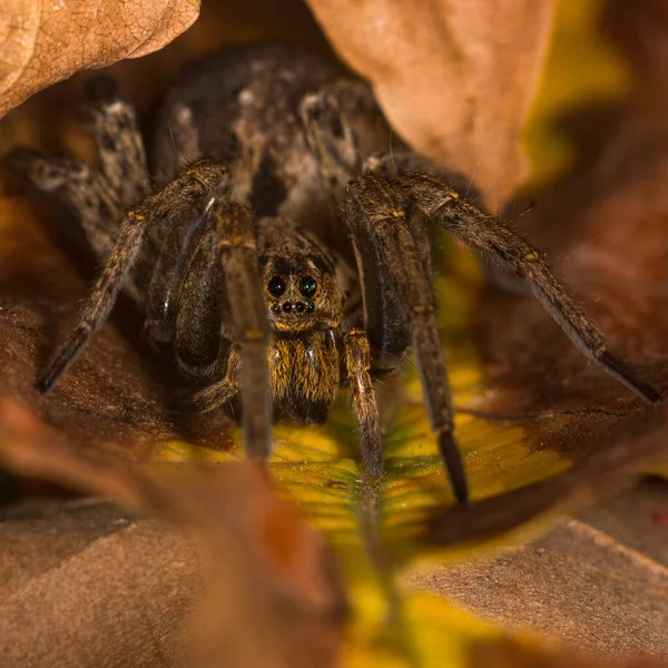 Eine Selektive Aufnahme Einer Spinne Die Von Blättern Umgeben Ist — Stockfoto