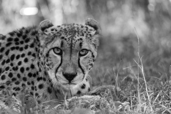 Een Grijswaarden Close Van Een Cheeta Liggend Buiten Kijkend Naar — Stockfoto