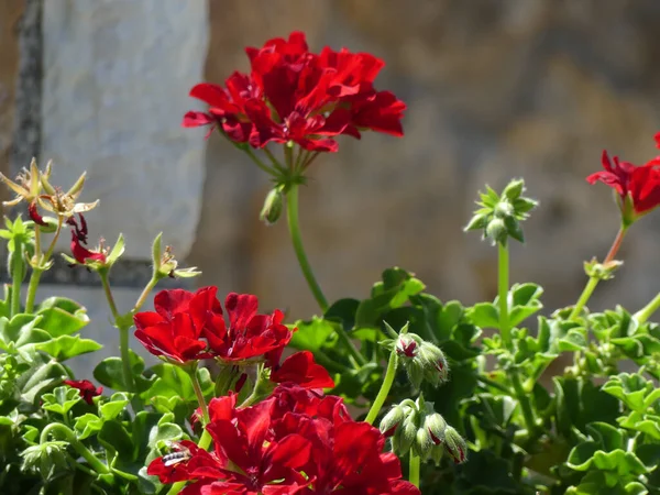 Une Belle Vue Rapprochée Des Fleurs Rouges Dans Jardin Sous — Photo