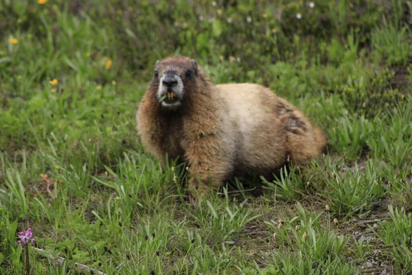 Une Jolie Marmotte Brune Une Marmotte Sur Herbe Regardant Spectateur — Photo