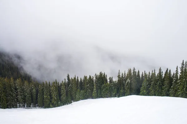 Uma Paisagem Uma Floresta Coberta Neve Nevoeiro Sob Céu Nublado — Fotografia de Stock