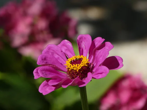 Ein Selektiver Fokus Einer Lila Blume Auf Einem Verschwommenen Hintergrund — Stockfoto