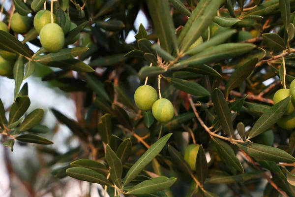 Azeitonas Verdes Amadurecem Nos Ramos Árvore — Fotografia de Stock