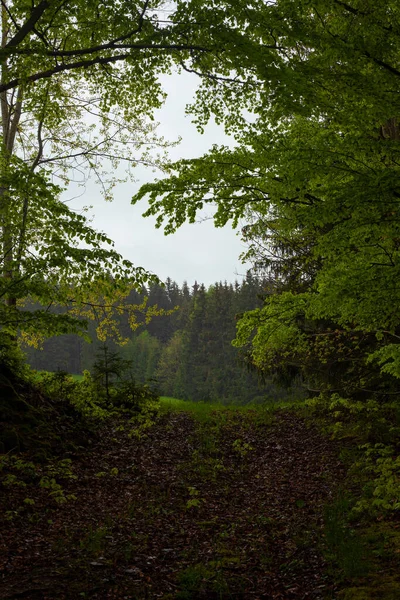 Una Foresta Selvaggia Con Alberi Verdi — Foto Stock