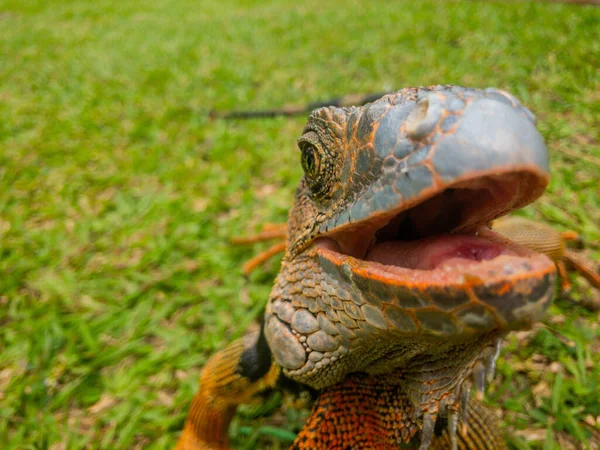 Belo Tiro Uma Iguana Livre Grama Luz Dia — Fotografia de Stock