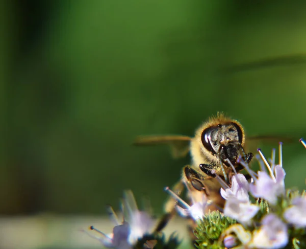 Eine Nahaufnahme Einer Blume — Stockfoto