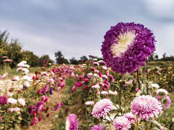 Ein Feld Mit Bunten Blumen Gegen Den Bewölkten Himmel — Stockfoto