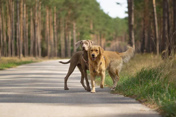 Мальовничий Вид Двох Собак Стоять Дорозі — стокове фото