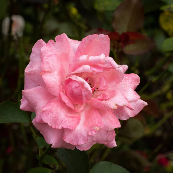 Een Close Shot Van Een Roze Roos Groeien Tuin Bladeren — Stockfoto