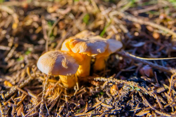 Lovitură Closeup Ciuperci Mici Chanterelle — Fotografie, imagine de stoc