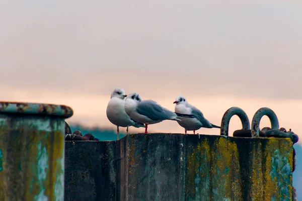 Tři Racci Přístavu Klaipeda Litva Při Západu Slunce — Stock fotografie