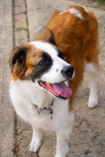 Closeup Vertical Shot Brown White Cromforlander Dog Playing Outdoors — Stock Photo, Image