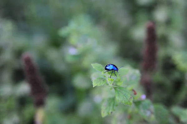 Bahçedeki Pantolon Yaprağının Üzerindeki Yaprak Böceğinin Yumuşak Odağı — Stok fotoğraf