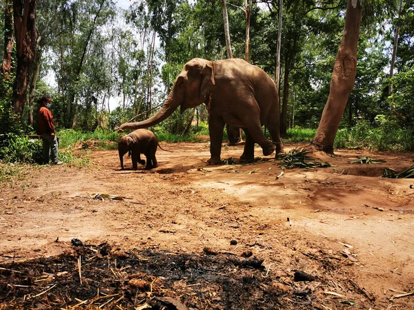 Індійський Слон Телятою Джунглях — стокове фото