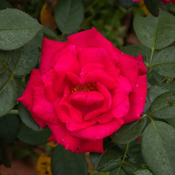 Ένα Κοντινό Πλάνο Ενός Ροζ Τριαντάφυλλου Που Φυτρώνει Στον Κήπο — Φωτογραφία Αρχείου