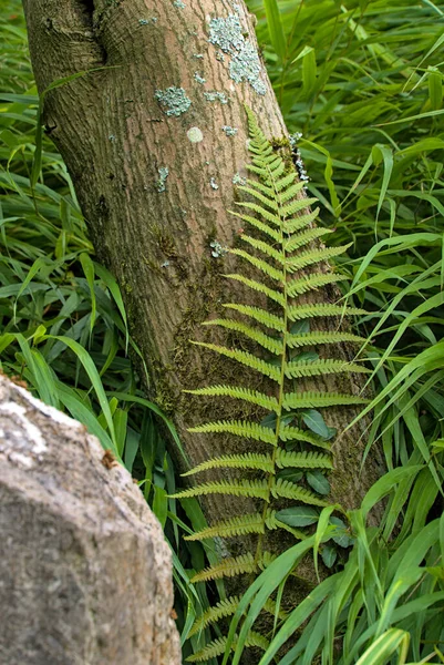 Helecho Apoyado Tallo Árbol Rodeado Hierba Roca Gris Primer Plano — Foto de Stock