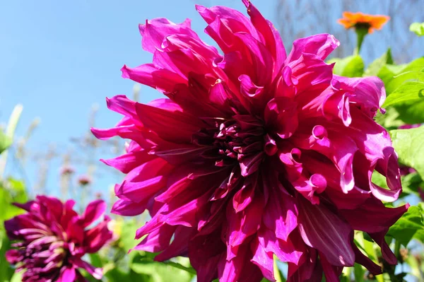 Foco Suave Dahlia Taiheijo Roxo Plena Floração Jardim Uma Primavera — Fotografia de Stock