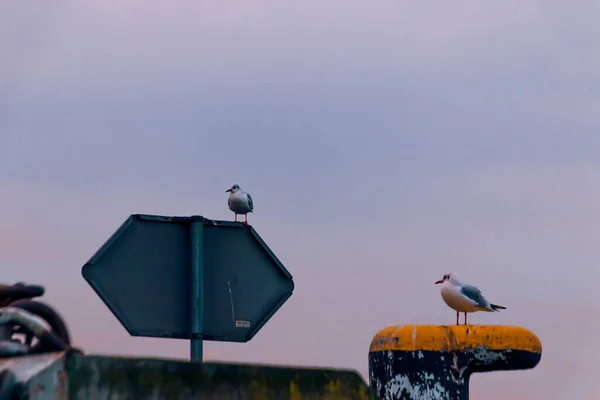 Troupeau Mouettes Coucher Soleil Port Klaipeda Lituanie — Photo