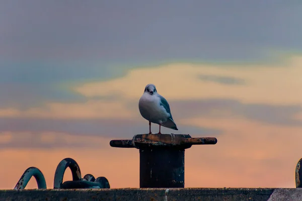 Eine Schar Möwen Bei Sonnenuntergang Hafen Von Klaipeda Litauen — Stockfoto