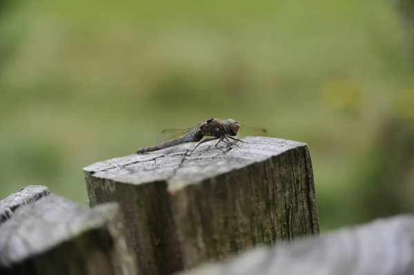 Een Zachte Focus Van Een Libelle Een Houten Paal — Stockfoto