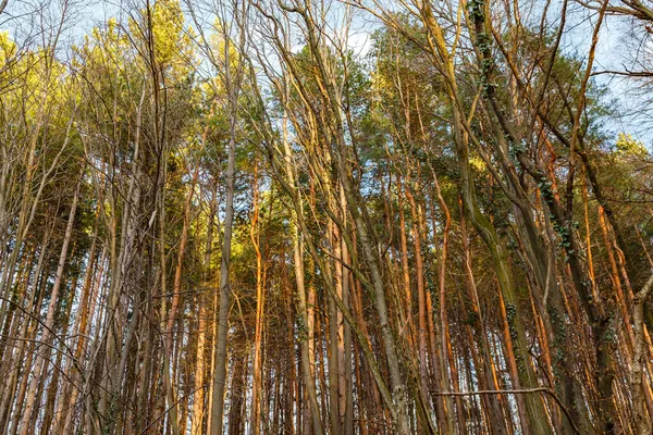 Krásný Výhled Lesní Stromy — Stock fotografie