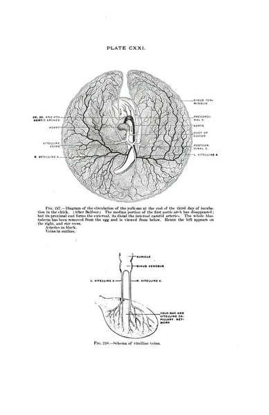 1800 Luvun Anatomian Skannaus Oppikirjassa — kuvapankkivalokuva