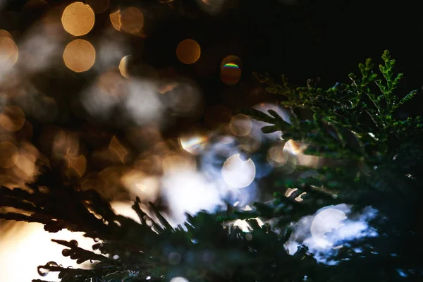 Primo Piano Gocce Acqua Sul Thuja Con Bokeh Artistico Bagliore — Foto Stock