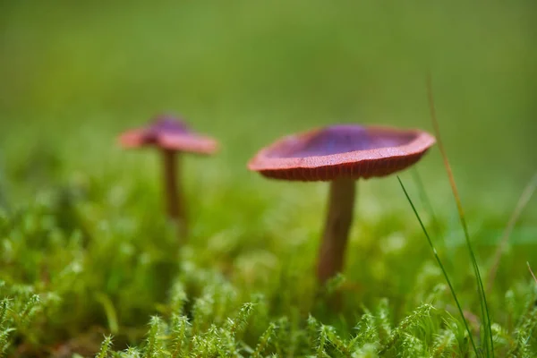 Enfoque Selectivo Las Setas Silvestres Creciendo Bosque — Foto de Stock