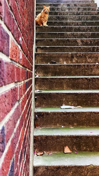 Plano Vertical Una Pared Ladrillo Escaleras — Foto de Stock