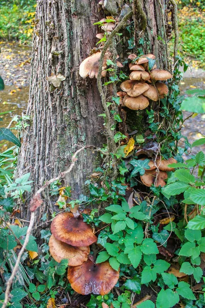 Gros Plan Vieux Champignons Verts Pendus Sur Tronc Arbre Avec — Photo