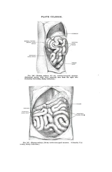 Bir Ders Kitabındaki Yüzyıl Anatomisi Taraması — Stok fotoğraf
