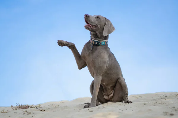 Egy Weimaraner Kutya Kék Háttér — Stock Fotó