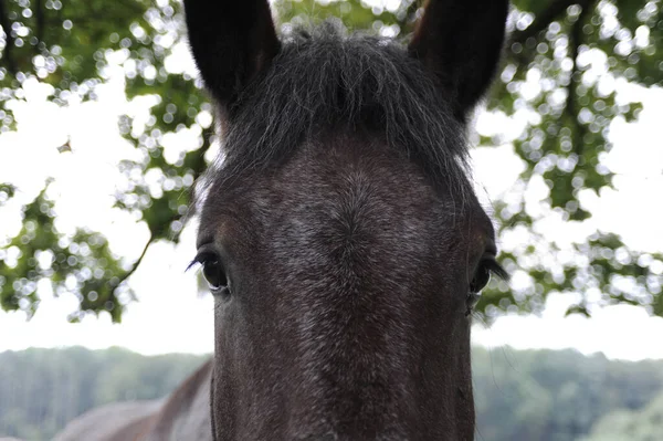 Een Close Van Het Hoofd Van Een Paard Met Een — Stockfoto