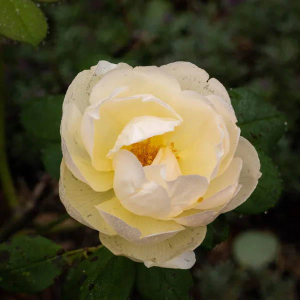 Een Close Shot Van Een Witte Roos Groeien Tuin Bladeren — Stockfoto