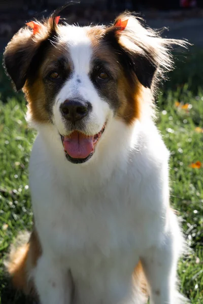 Closeup Vertical Shot Brown White Cromforlander Dog Garden — Stock Photo, Image