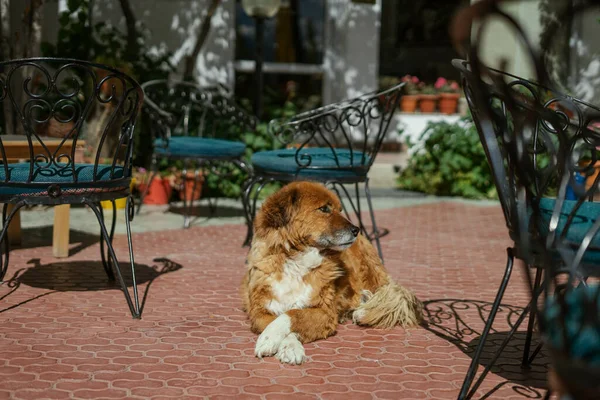 Cão Bonito Assentos Café Livre — Fotografia de Stock