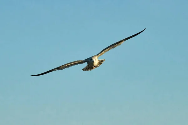 A beautiful shot of a flying hawk on the blue sky background