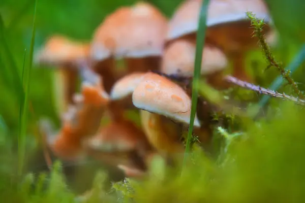 Egy Közeli Felvétel Vadon Termő Gombákról Erdőben — Stock Fotó