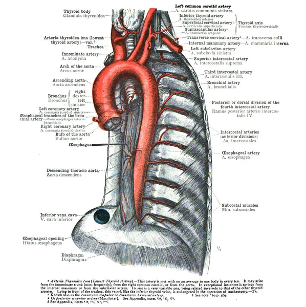 Escaneo Anatomía Del Siglo Xix Libro Texto — Foto de Stock