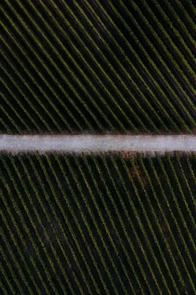 ポルトガルのドゥオーバレーのブドウ畑の空中ビュー — ストック写真